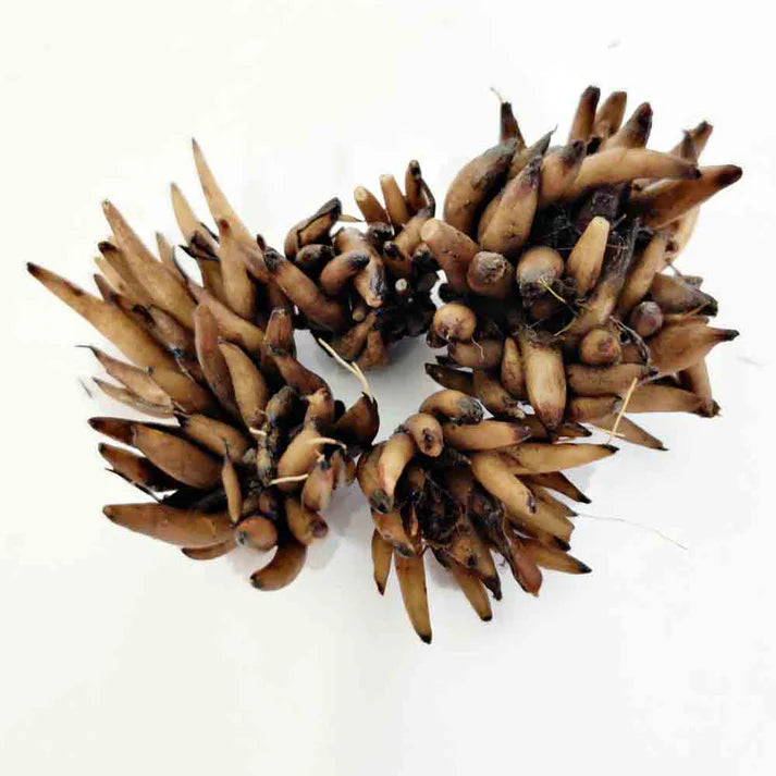 Ranunculus Flower Bulbs Mixed Colors (5N) (Copy) (Copy) (Copy)