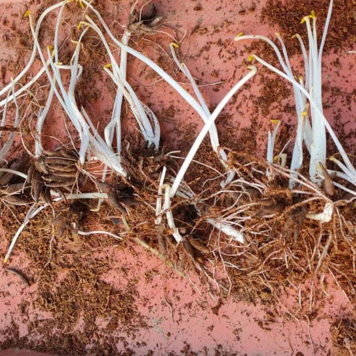 Ranunculus Flower Bulbs Mixed Colors (5N) (Copy)