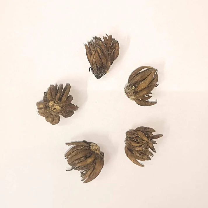 Ranunculus Flower Bulbs Mixed Colors (5N) (Copy)