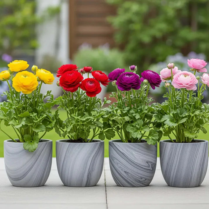 Ranunculus Flower Bulbs Mixed Colors (5N) (Copy)